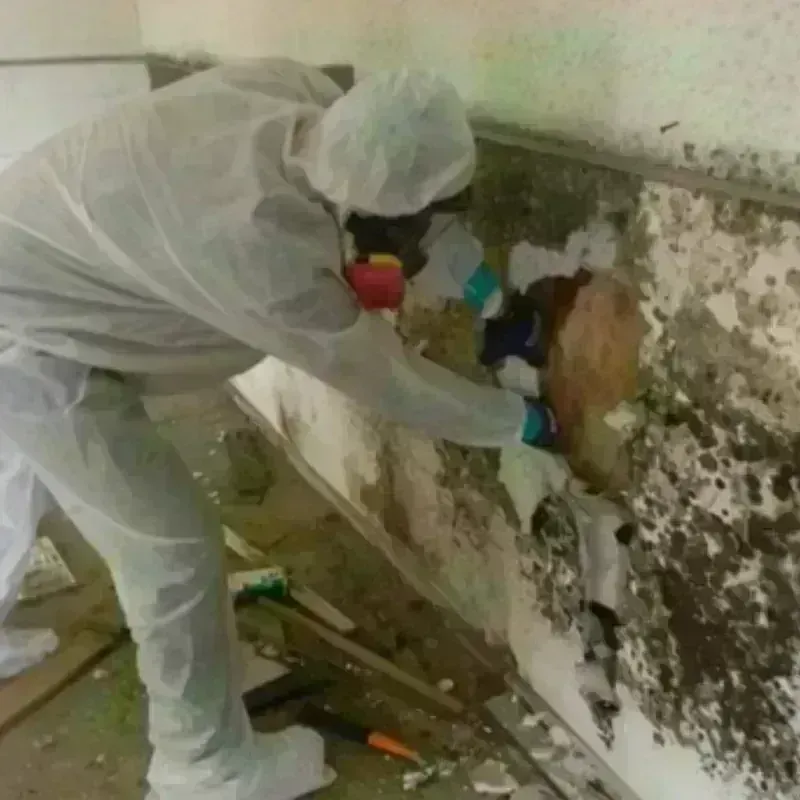 Mold Remediation and Removal in Shiloh, OH